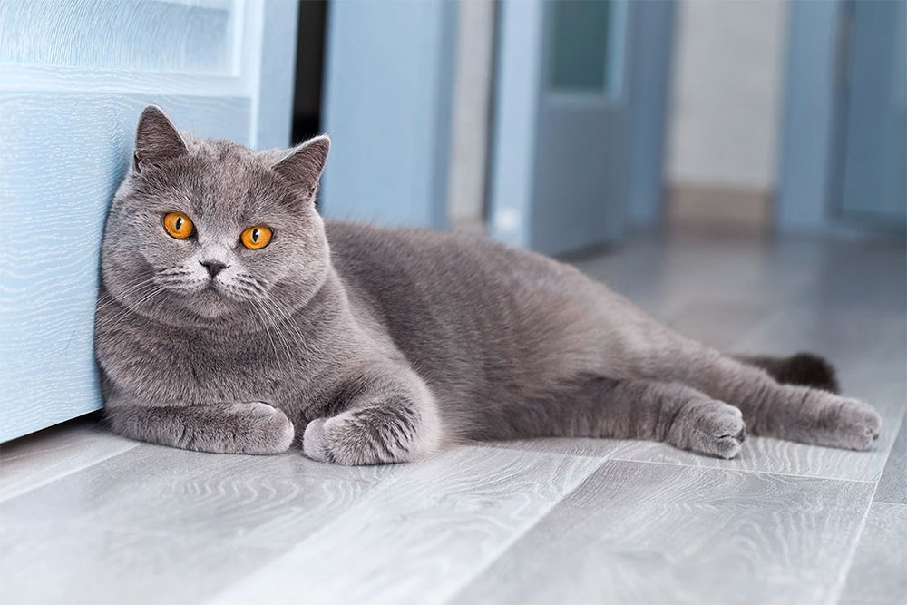6 важливих етапів життя кота: як створити для улюбленця безпечні умови?